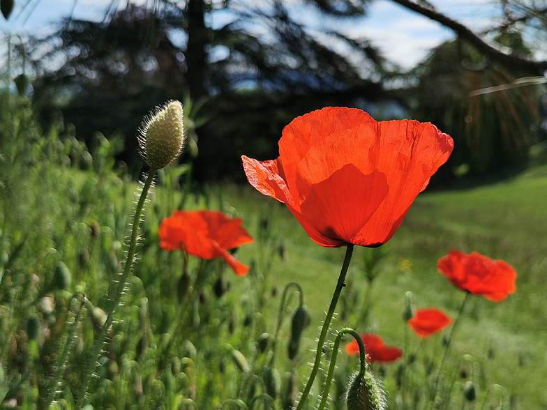 Papaver rhoeas