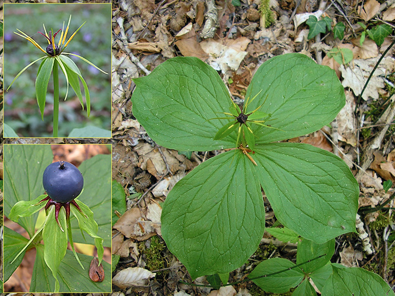 Paris quadrifolia