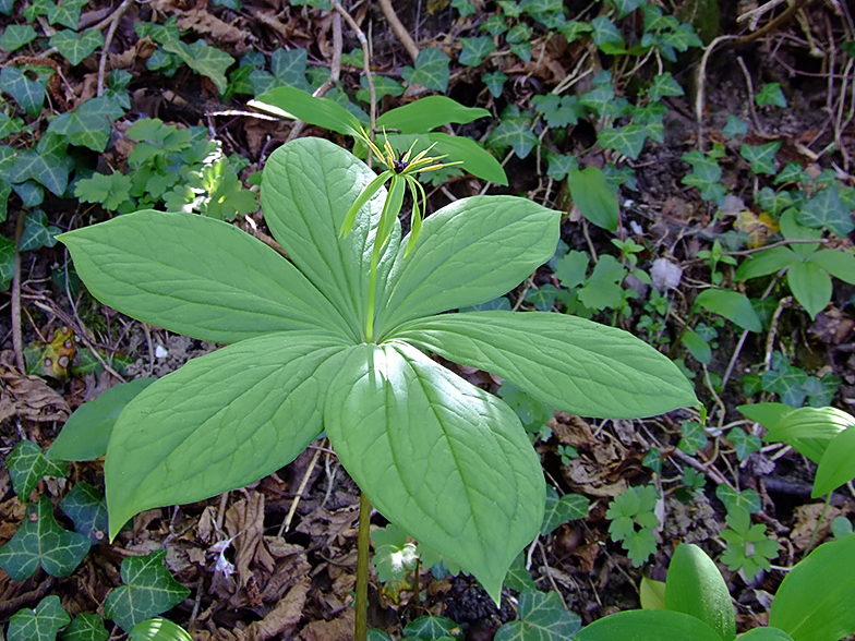 Paris quadrifolia six feuilles