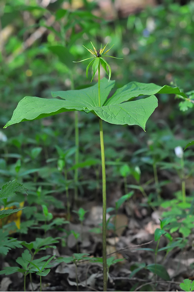 Paris quadrifolia 2026