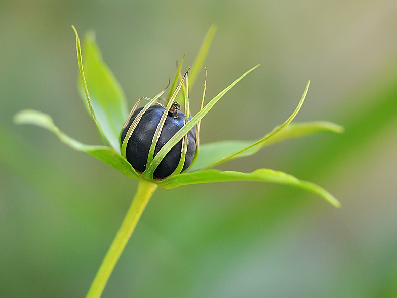 Paris quadrifolia