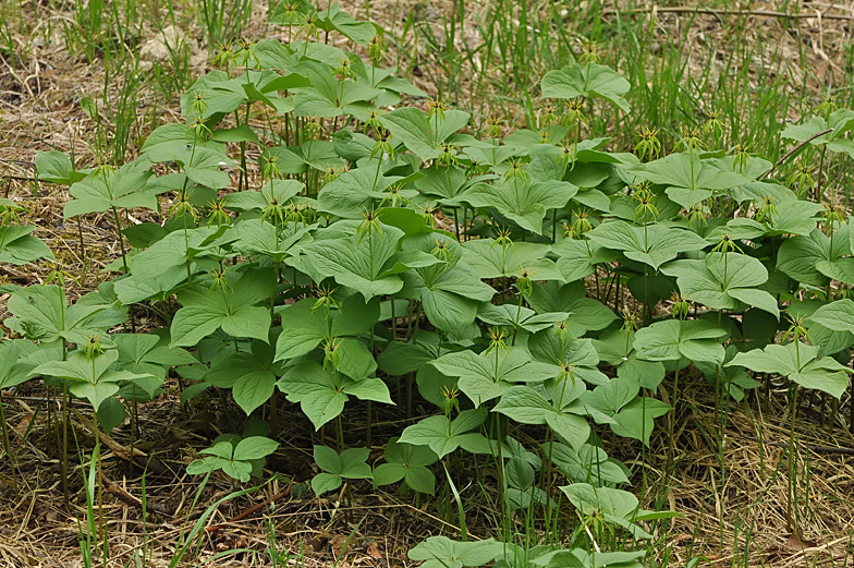 Paris quadrifolia