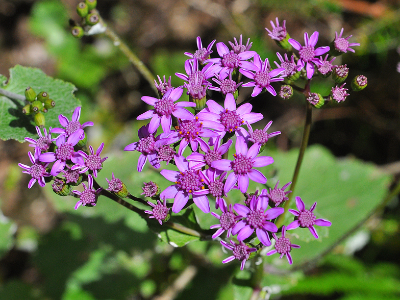 Pericallis aurita