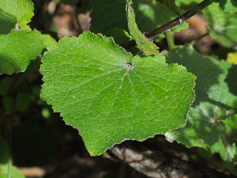 Pericallis aurita 2