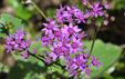 Pericallis aurita