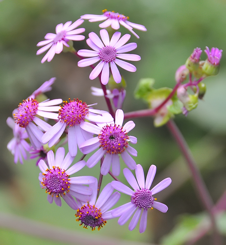 Pericallis webbii