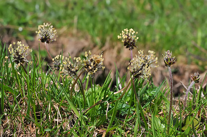 Plantago atrata