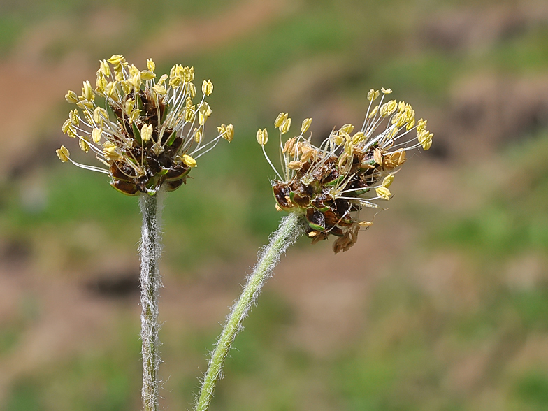 Plantago atrata
