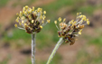 Plantago atrata
