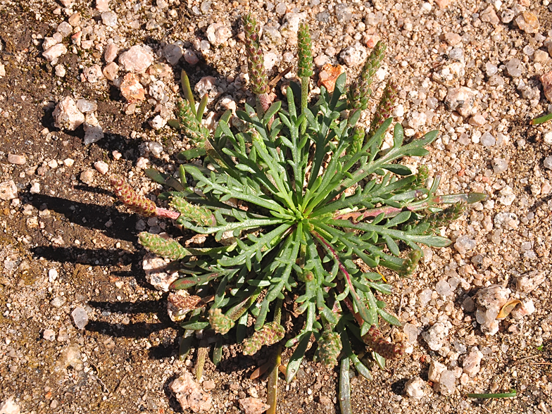 Plantago coronopus