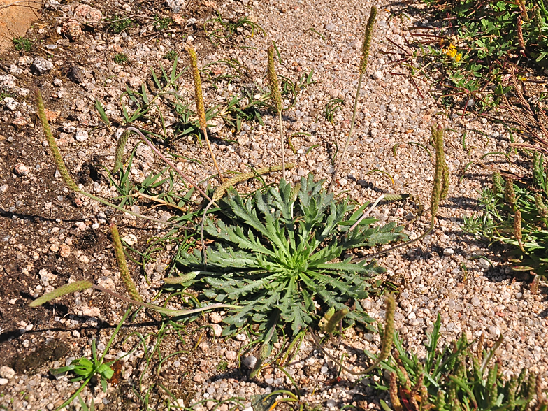 Plantago coronopus