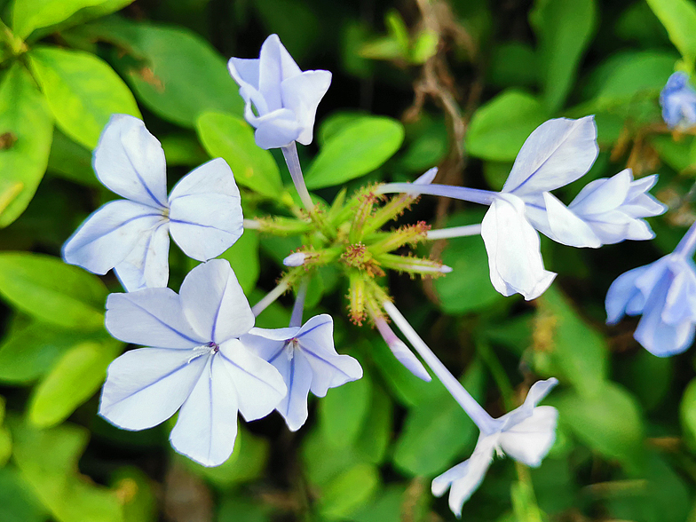 Plumbago auriculata Malte