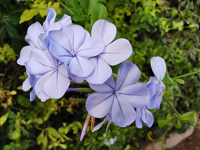 Plumbago auriculata