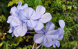 Plumbago auriculata