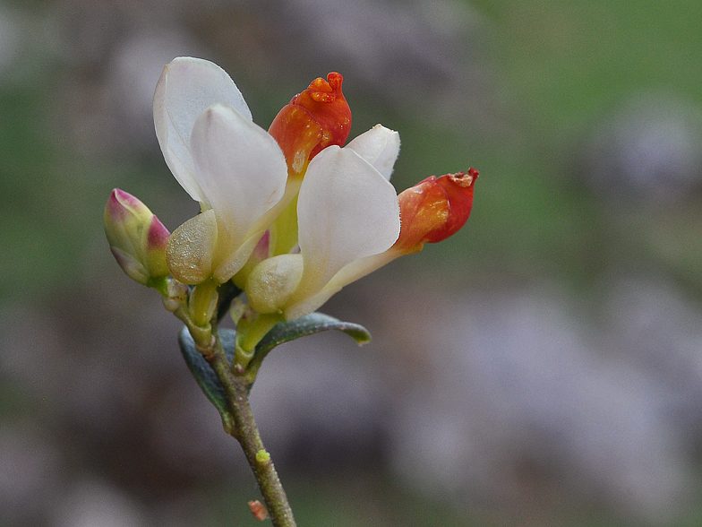 Polygala chamaebuxus Ramaz
