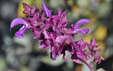 Salvia canariensis