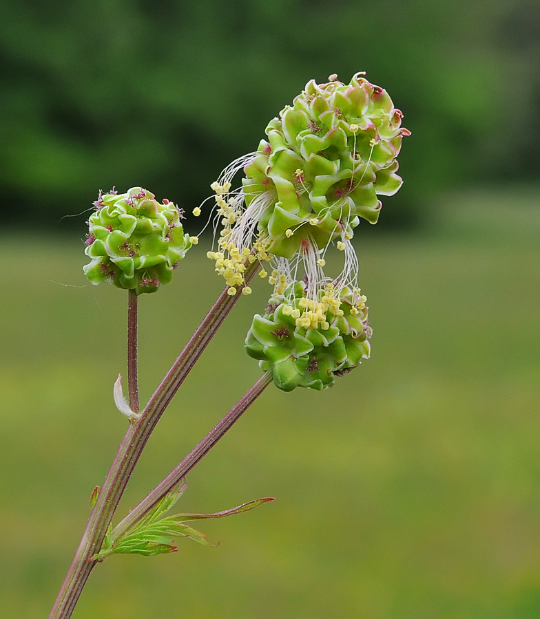 Sanguisorba minor