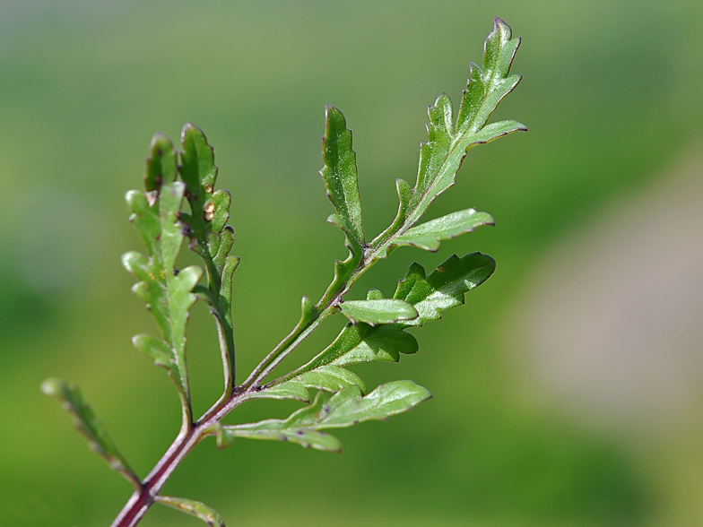 Scrophularia canina feuille