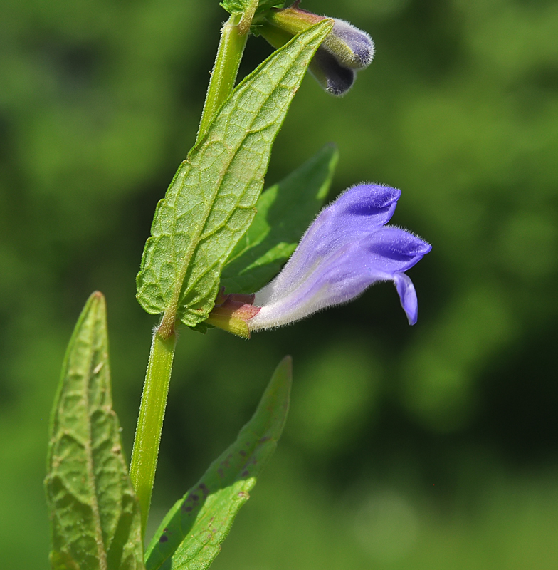 Scutellaria galericulata