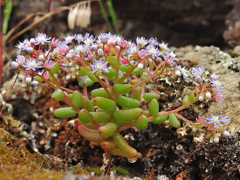 Sedum caeruleum