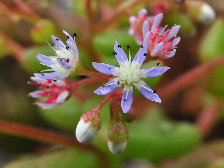 Sedum caeruleum