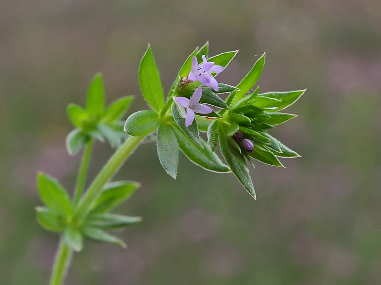 Sherardia arvensis 3