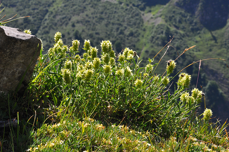 Sideritis hyssopifolia