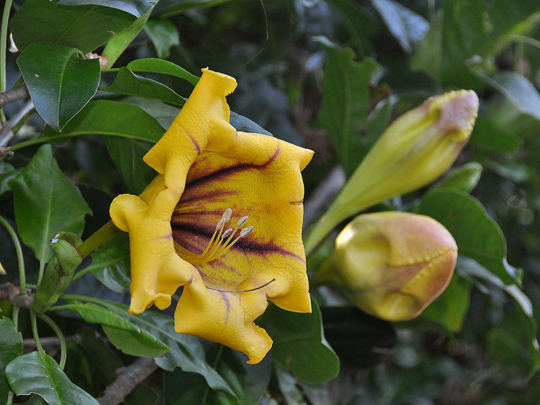 Solandra maxima