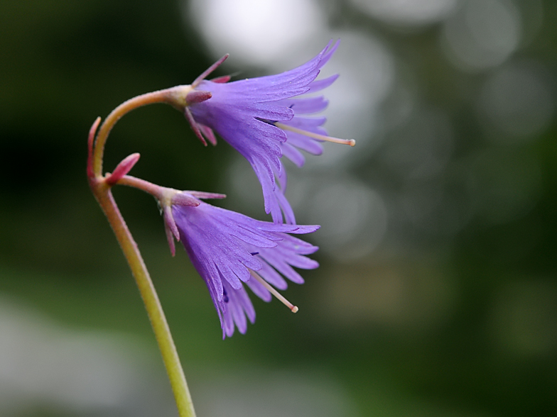 Soldanella alpina Ramaz