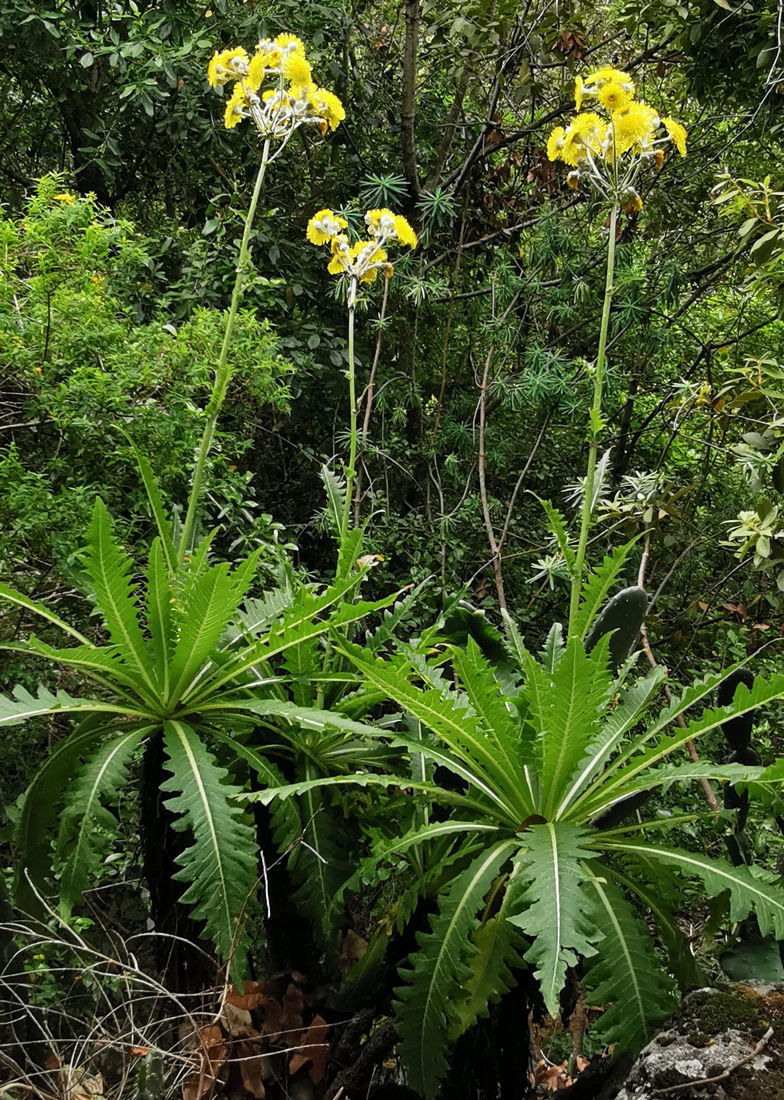 Sonchus hierrensis