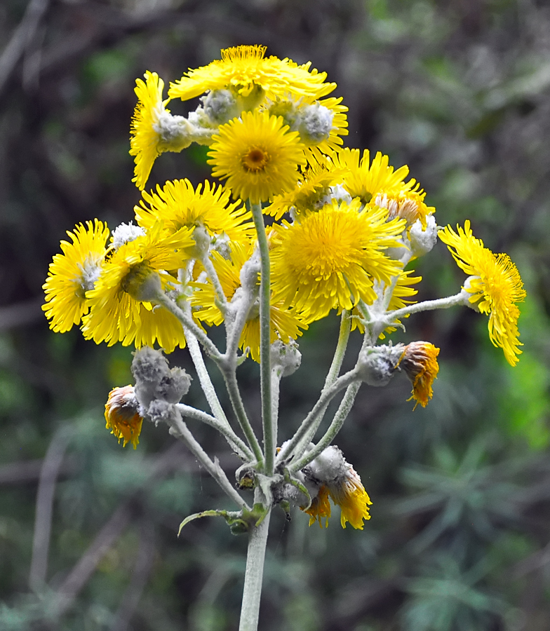Sonchus hierrensis