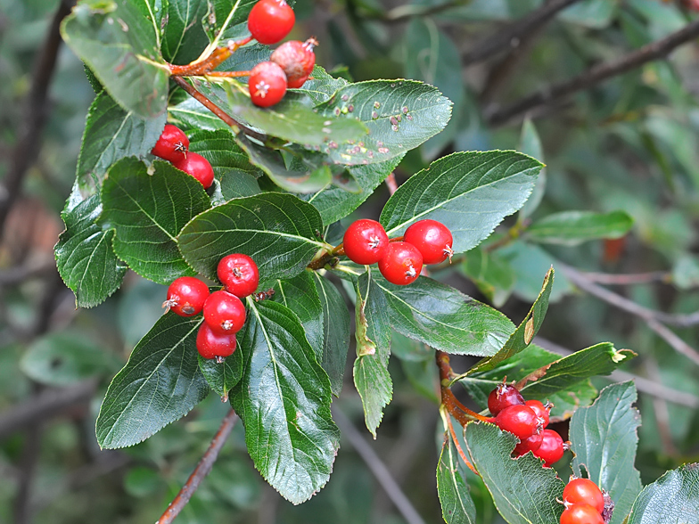 Sorbus chamaemespilus