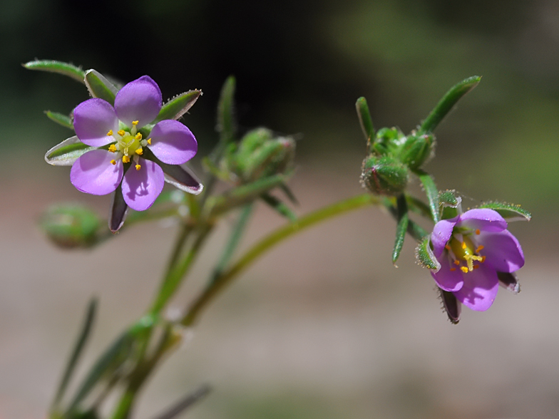 Spergularia rubra