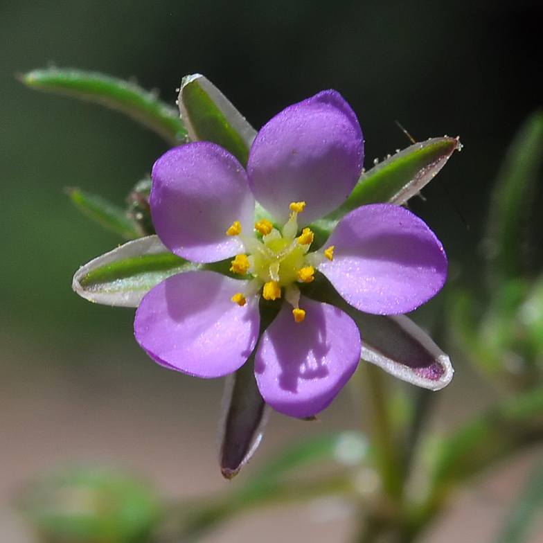 Spergularia rubra
