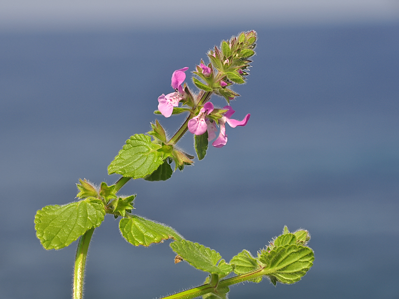 Stachys marrubiifolia