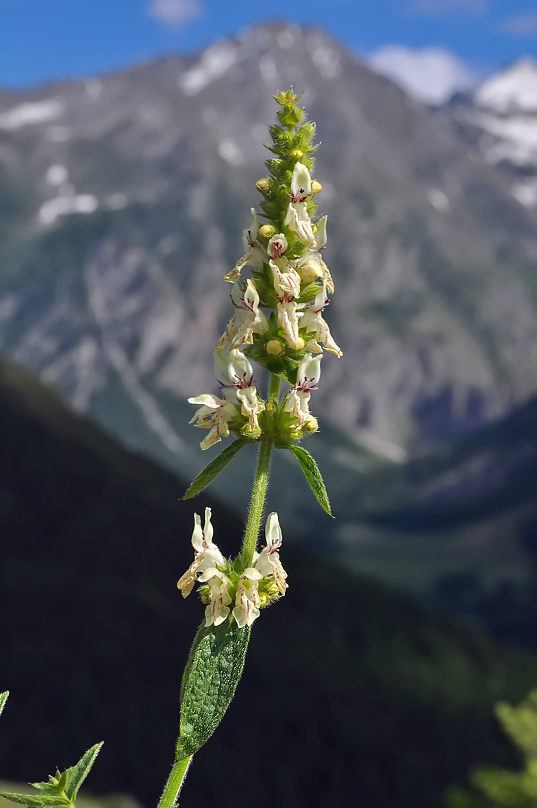 Stachys recta