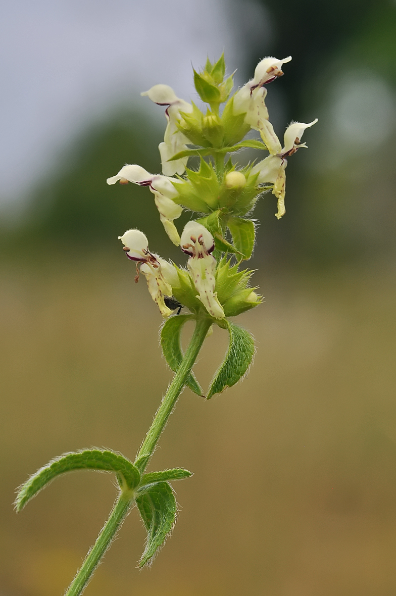 Stachys recta