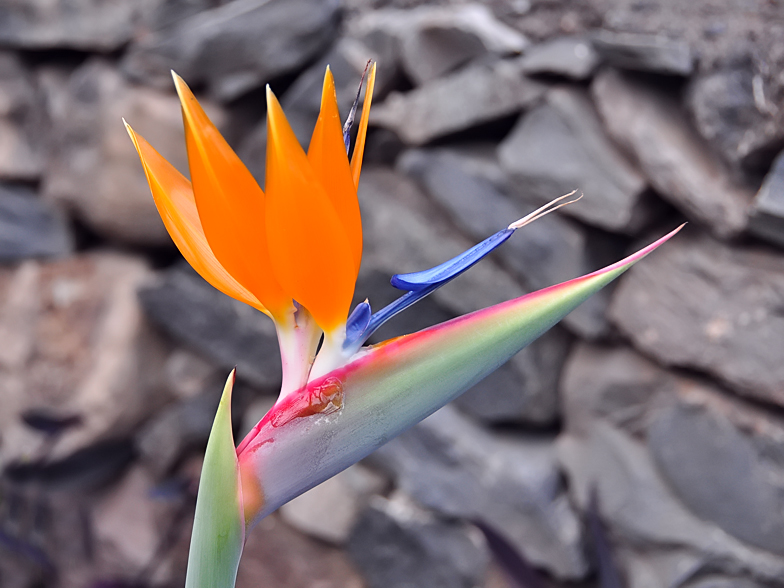 Strelitzia reginae