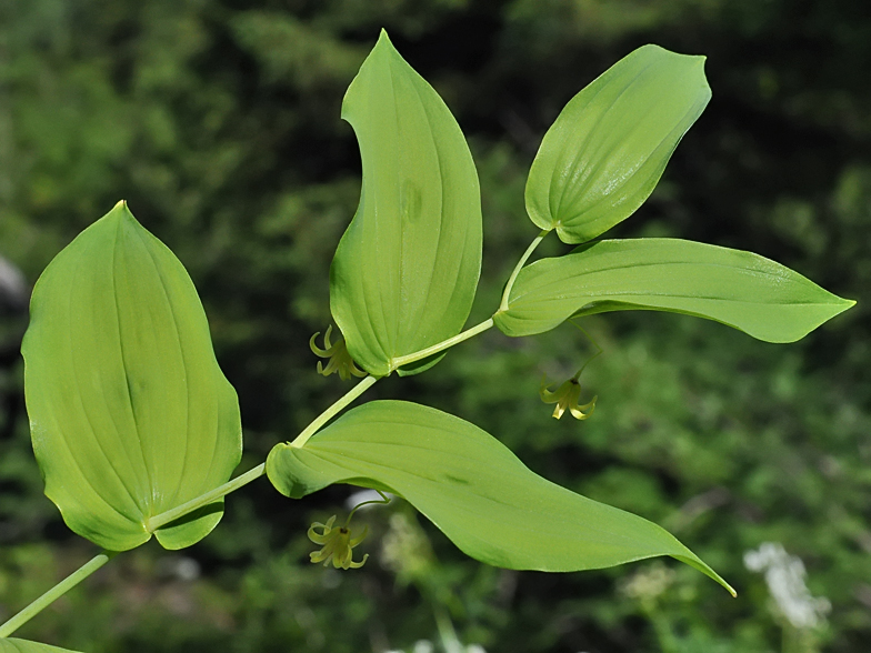 Streptopus amplexifolius