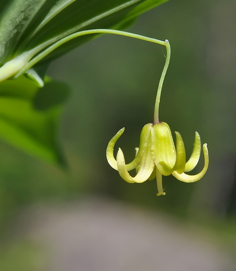 Streptopus amplexifolius