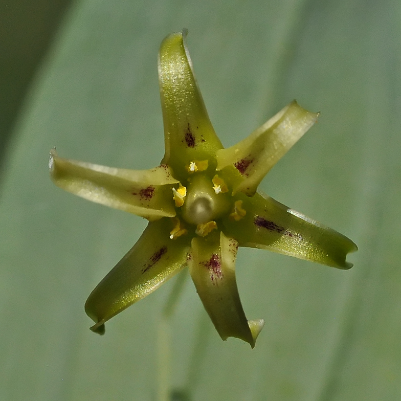 Streptopus amplexifolius