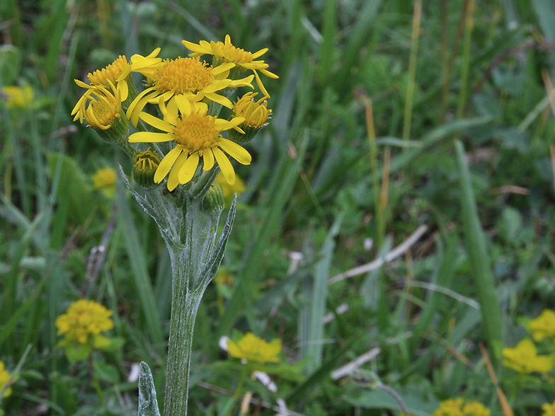 Tephroseris integrifolia