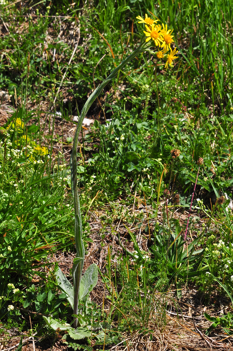 Tephroseris integrifolia