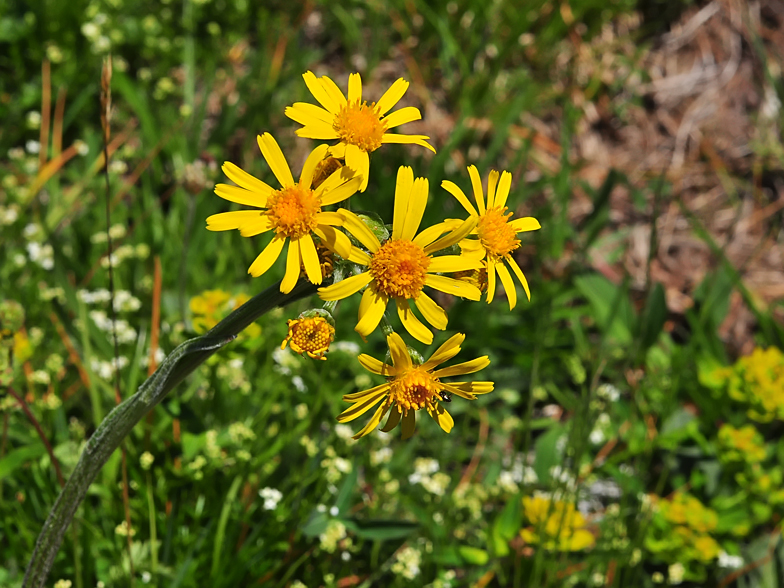 Tephroseris integrifolia