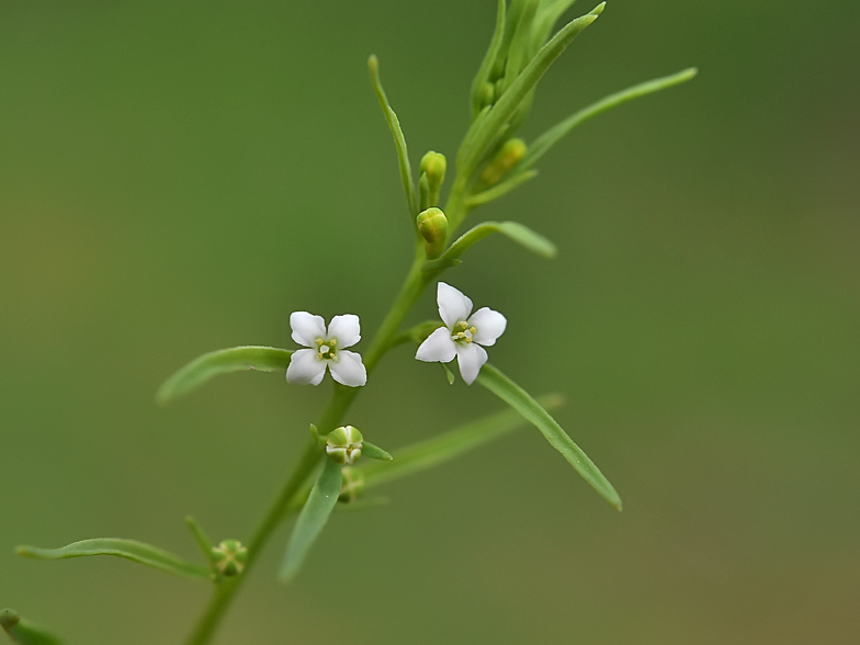 Thesium alpinum