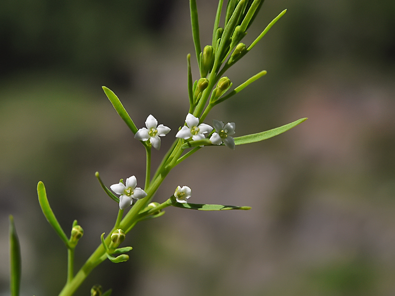 Thesium alpinum