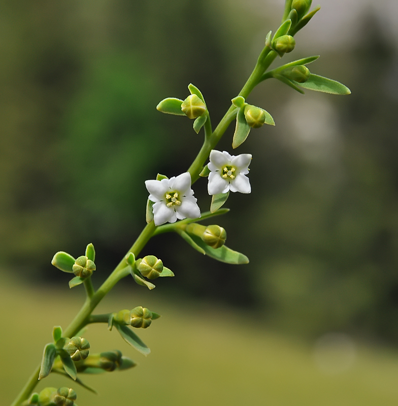 Thesium alpinum