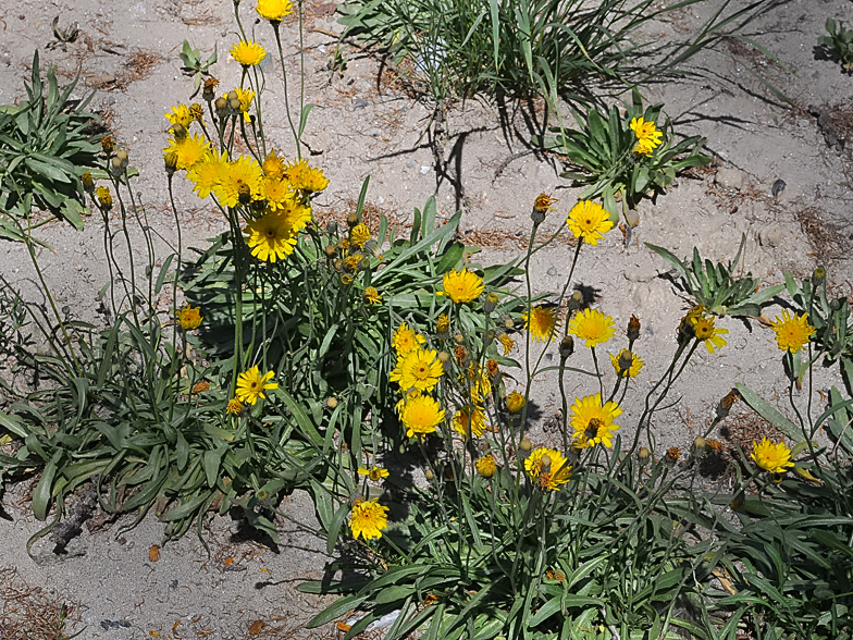 Tolpis staticifolia