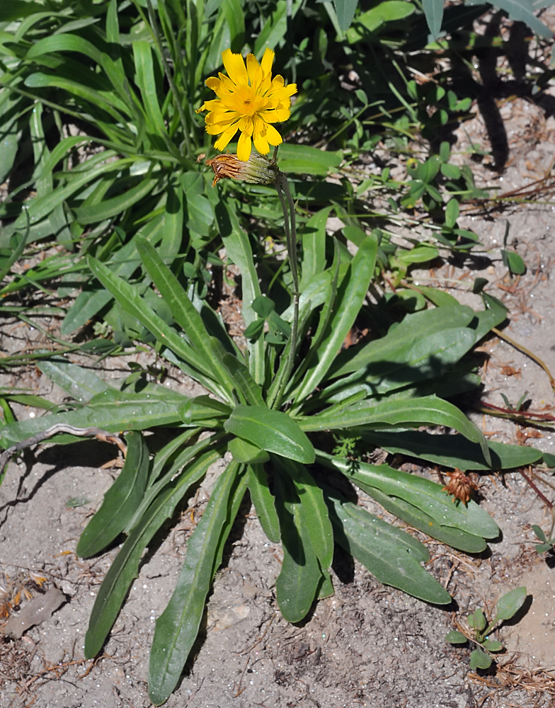 Tolpis staticifolia