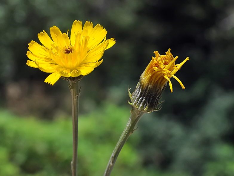 Tolpis staticifolia